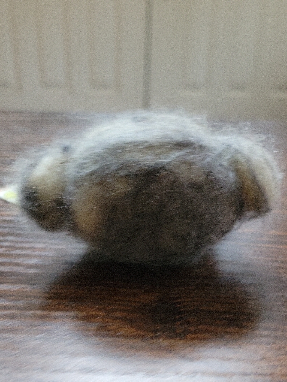 Handmade Felted Owl Plush - Gray with Orange Eyes - Picture 4 of 4